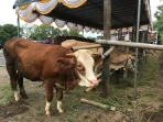 Ilustrasi sapi yang rentan terkena antraks
