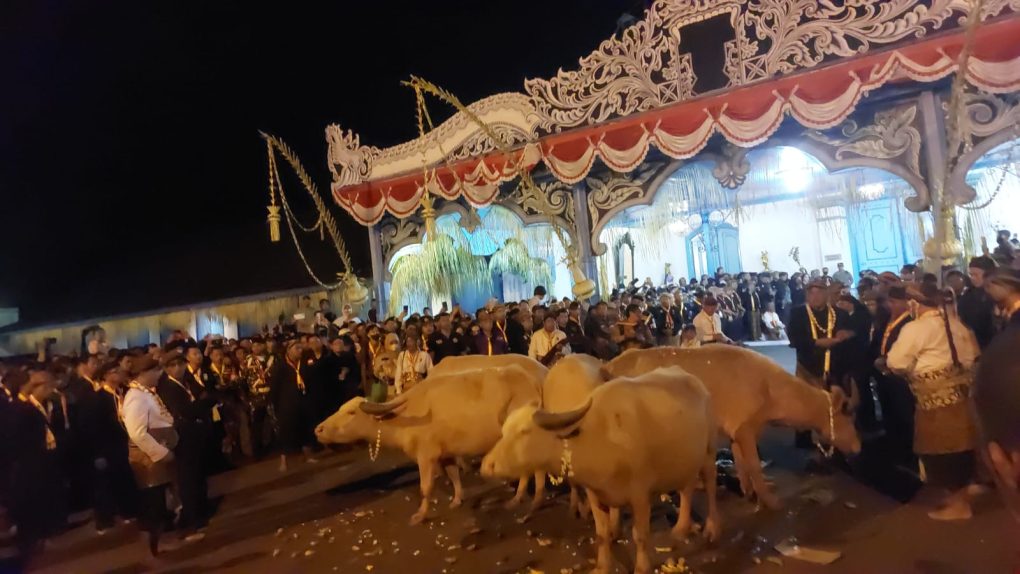 Lima ekor kerbau keturunan Kyai Slamet usai diberi makan sebelum menjadi cucuk lampah Kirab Pusaka Malam 1 Suro Keraton Kasunanan Surakarta Hadiningrat, Rabu 19 Juli 2023 malam.