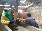 petugas dari Dinas Pertanian dan Pangan (Dintanpan) Kabupaten Rembang berkeliling dan mengambil sampel darah sapi