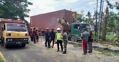 Sebuah truk kontainer tertimpa pohon tumbang di Ringroad Selatan Jogja.