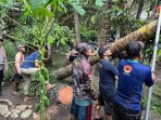 Pohon tumbang akibat hujan deras di Bantul.