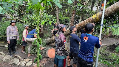 Pohon tumbang akibat hujan deras di Bantul.