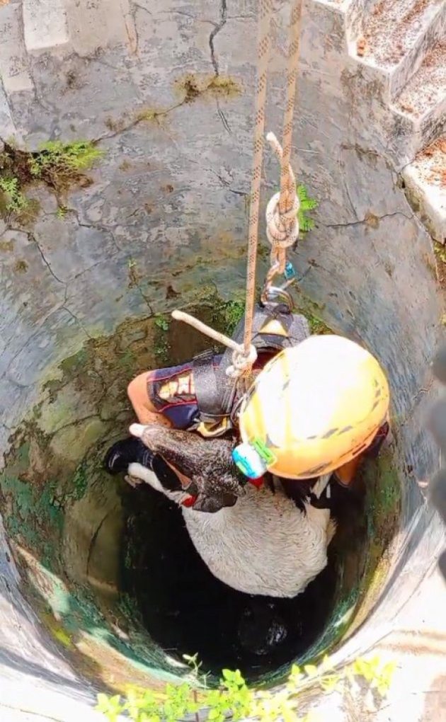 Damkar Sragen mengevakuasi satu ekor kambing milik warga yang tercebur ke sumur sedalam 15 meter