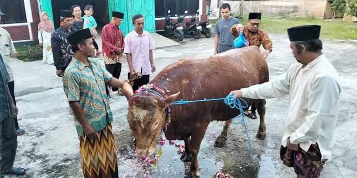 Pembina Masjid Shiratalmustaqim, Setiyono (dua dari kanan), memandikan sapi pada tradisi memandikan hewan kurban sebelum disembelih dalam perayaan Hari Raya Idul Adha di halaman Masjid Shiratalmustaqim, dukuh Manggung, Desa Pagerjurang, Kecamatan Musuk, Kabupaten Boyolali, Jawa Tengah, Rabu, 27 Mei 2026. (Foto: Agatha Janendra)