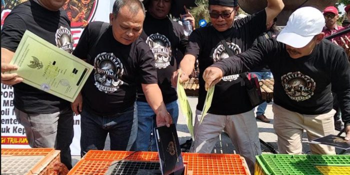 Para peternak ayam memberi makan ayamnya dengan sertifikat dan BPKB saat Aksi Protes Harga Pakan Ternak Mahal di Tugu Jagung kompleks perkantoran Pemkab Boyolali, Jawa Tengah, Senin 10 Agustus 2026 siang. (Foto: Agatha Janendra)